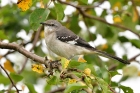 Gartenspottdrossel