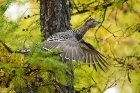 Steinauerhuhn