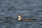 Sterntaucher
