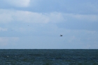 Sterntaucher