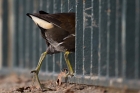 Teichhuhn