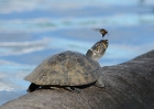 Terekay-Schienenschildkröte