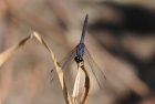 Trithemis festiva