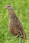 Wachtelkönig
