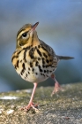 Waldpieper