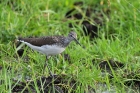 Waldwasserläufer