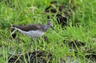 Waldwasserläufer