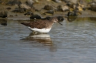 Waldwasserläufer