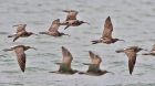 Regenbrachvogel