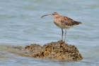 Regenbrachvogel