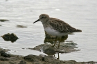 Wiesenstrandläufer