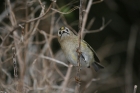 Wintergoldhähnchen