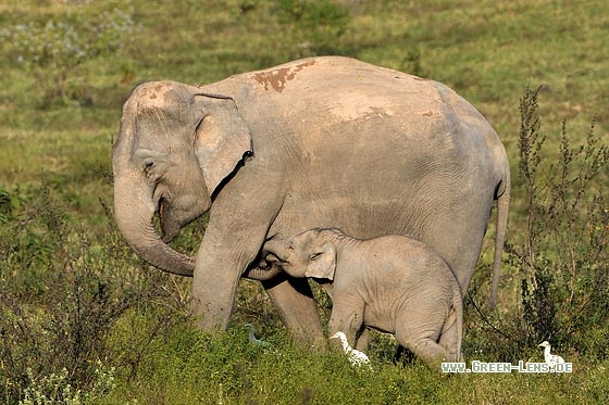 Asiatischer Elefant - Copyright Stefan Pfützke