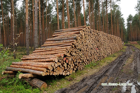 Holzwirtschaft - Copyright Christian Gelpke