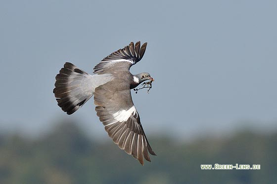 Ringeltaube - Copyright