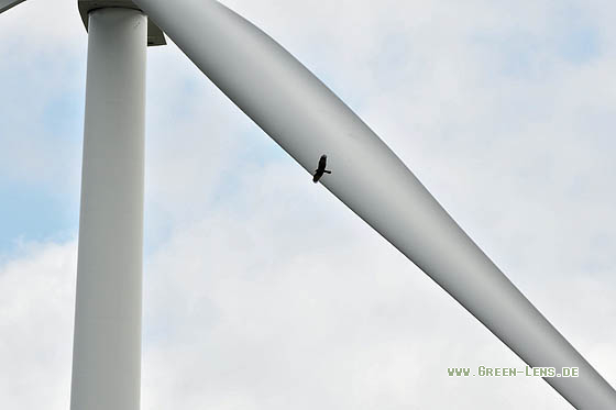 Rohrweihe - Copyright Stefan Pfützke