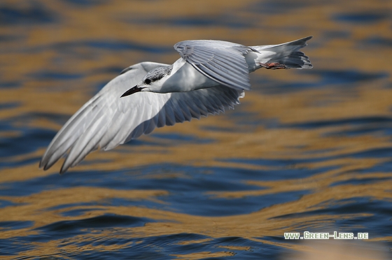 Weißbart-Seeschwalbe - Copyright Christian Gelpke